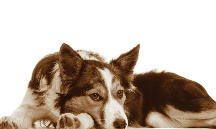 {{custommediabasic::header_image_alt_text}}